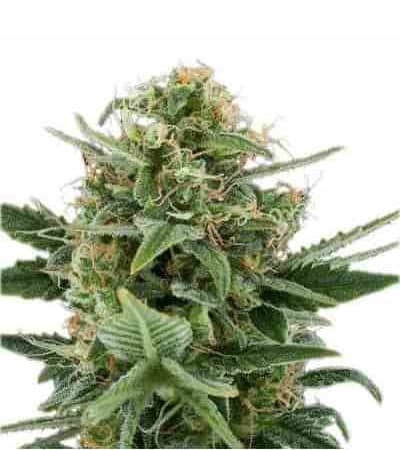 Royal Dwarf > Royal Queen Seeds | Autoflowering Cannabis   |  Sativa